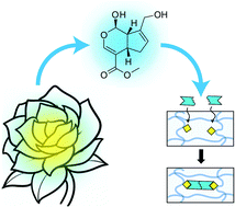 Graphical abstract: Diffusion–reaction models of genipin incorporation into fibrin networks