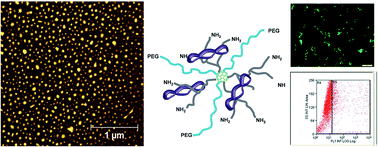 Graphical abstract: Hybrid fullerene conjugates as vectors for DNA cell-delivery