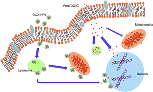 Graphical abstract: Histamine-functionalized copolymer micelles as a drug delivery system in 2D and 3D models of breast cancer