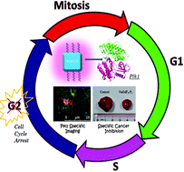 Graphical abstract: Directional Plk1 inhibition-driven cell cycle interruption using amphiphilic thin-coated peptide-lanthanide upconversion nanomaterials as in vivo tumor suppressors