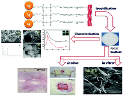 Graphical abstract: Synthesis, characterization and evaluation of collagen scaffolds crosslinked with aminosilane functionalized silver nanoparticles: in vitro and in vivo studies