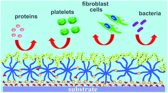 Graphical abstract: Biocompatible and antifouling coating of cell membrane phosphorylcholine and mussel catechol modified multi-arm PEGs