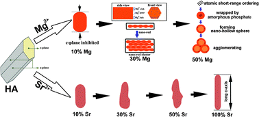 Graphical abstract: Synthesis, characterization and the formation mechanism of magnesium- and strontium-substituted hydroxyapatite