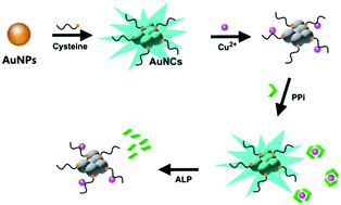 Graphical abstract: Cysteine-directed fluorescent gold nanoclusters for the sensing of pyrophosphate and alkaline phosphatase