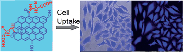 Graphical abstract: Highly photostable and biocompatible graphene oxides with amino acid functionalities