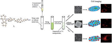 Graphical abstract: Self-assembly of metal ion induced highly emissive fluorophore-triphenylamine nanostructures: enhanced two-photon action cross-section for bioimaging applications