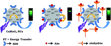 Graphical abstract: A resonance energy transfer approach for the selective detection of aromatic amino acids