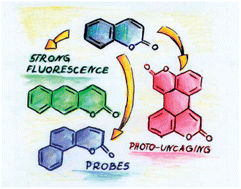 Graphical abstract: π-Expanded coumarins: synthesis, optical properties and applications