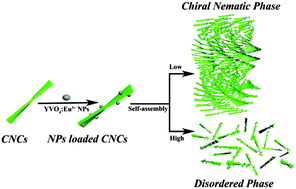 Graphical abstract: Chiral electronic transitions of YVO4:Eu3+ nanoparticles in cellulose based photonic materials with circularly polarized excitation