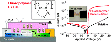 Graphical abstract: Enhanced device performances of WSe2–MoS2 van der Waals junction p–n diode by fluoropolymer encapsulation
