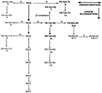 Graphical abstract: Biochemical alterations in kidneys of infant and adult male rats due to exposure to the neonicotinoid insecticides imidacloprid and clothianidin