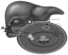 Graphical abstract: Up-regulation of nuclear related factor 2 (NRF2) and antioxidant responsive elements by metformin protects hepatocytes against the acetaminophen toxicity