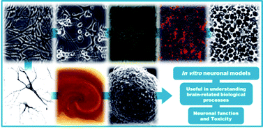 Graphical abstract: In vitro models for neurotoxicology research