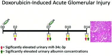Graphical abstract: MicroRNA-34c-3p is an early predictive biomarker for doxorubicin-induced glomerular injury progression in male Sprague-Dawley rats