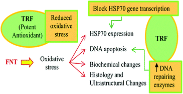 Graphical abstract: Palm oil tocotrienol-rich fraction attenuates testicular toxicity induced by fenitrothion via an oxidative stress mechanism