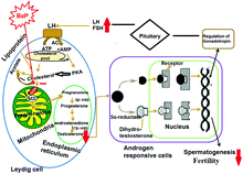 Graphical abstract: Reproductive and paternal mediated developmental toxicity of benzo(a)pyrene in adult male Wistar rats