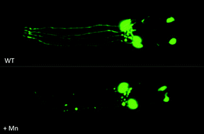 Graphical abstract: Manganese-induced neurotoxicity: from C. elegans to humans