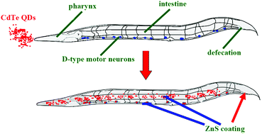 Graphical abstract: Quantum dots exposure alters both development and function of D-type GABAergic motor neurons in nematode Caenorhabditis elegans
