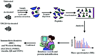 Graphical abstract: Proteins in the ERK pathway are affected by arsenic-treated cells