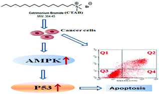 Graphical abstract: CTAB induced mitochondrial apoptosis by activating the AMPK–p53 pathway in hepatocarcinoma cells