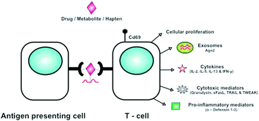 Graphical abstract: Towards the development of mechanism-based biomarkers to diagnose drug hypersensitivity