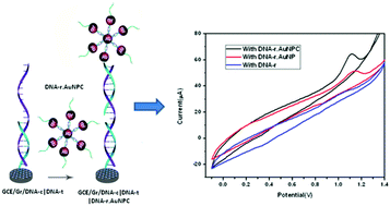 Graphical abstract: A highly sensitive DNA sensor for attomolar detection of the BRCA1 gene: signal amplification with gold nanoparticle clusters