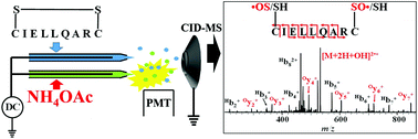 Graphical abstract: Direct sequencing of a disulfide-linked peptide with electrospray ionization tandem mass spectrometry