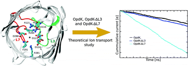 Graphical abstract: Theoretical analysis of ion conductance and gating transitions in the OpdK (OccK1) channel