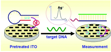 Graphical abstract: Hybridization-induced Ag(i) dissociation from an immobilization-free and label-free hairpin DNA: toward a novel electronic monitoring platform