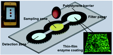 Graphical abstract: Printed microwells with highly stable thin-film enzyme coatings for point-of-care multiplex bioassay of blood samples