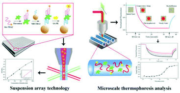 Graphical abstract: Highly specific detection of thrombin using an aptamer-based suspension array and the interaction analysis via microscale thermophoresis