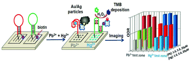 Graphical abstract: Binary DNA hairpin-based colorimetric biochip for simultaneous detection of Pb2+ and Hg2+ in real-world samples