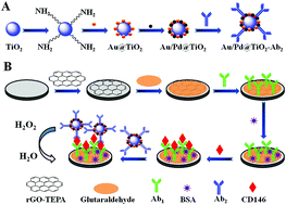 Graphical abstract: An ultrasensitive electrochemical immunosensor for the detection of CD146 based on TiO2 colloidal sphere laden Au/Pd nanoparticles