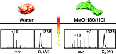 Graphical abstract: Solvent-induced structural transitions of lysozyme in an electrospray ionization source