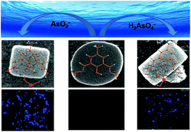 Graphical abstract: Di-oxime based selective fluorescent probe for arsenate and arsenite ions in a purely aqueous medium with living cell imaging applications and H-bonding induced microstructure formation