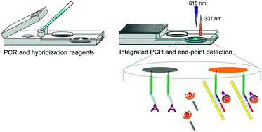 Graphical abstract: An integrated closed-tube 2-plex PCR amplification and hybridization assay with switchable lanthanide luminescence based spatial detection