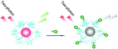 Graphical abstract: A highly selective two-photon fluorescent probe for the determination of mercury ions