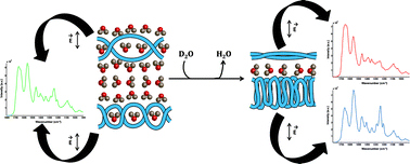 Graphical abstract: Investigating the relationship between changes in collagen fiber orientation during skin aging and collagen/water interactions by polarized-FTIR microimaging