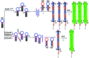 Graphical abstract: Enzyme-free and label-free signal amplification for monitoring endonuclease activity and inhibition via hybridization chain reaction