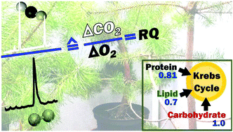 Graphical abstract: Online investigation of respiratory quotients in Pinus sylvestris and Picea abies during drought and shading by means of cavity-enhanced Raman multi-gas spectrometry