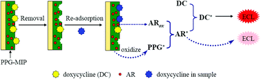 Graphical abstract: A molecularly imprinted sensor based on an electrochemiluminescent membrane for ultratrace doxycycline determination