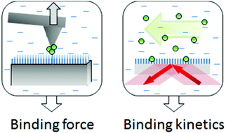 Graphical abstract: A strategy for analyzing bond strength and interaction kinetics between Pleckstrin homology domains and PI(4,5)P2 phospholipids using force distance spectroscopy and surface plasmon resonance