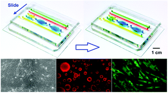 Graphical abstract: Polydimethylsiloxane SlipChip for mammalian cell culture applications