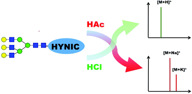 Graphical abstract: Hydrazinonicotinic acid derivatization for selective ionization and improved glycan structure characterization by MALDI-MS