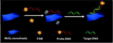 Graphical abstract: MnO2 nanosheets based fluorescent sensing platform with organic dyes as a probe with excellent analytical properties