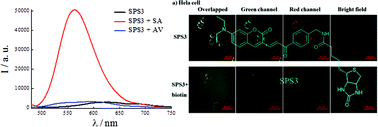 Graphical abstract: Discrimination between streptavidin and avidin with fluorescent affinity-based probes