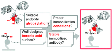 Graphical abstract: Key steps towards the oriented immobilization of antibodies using boronic acids
