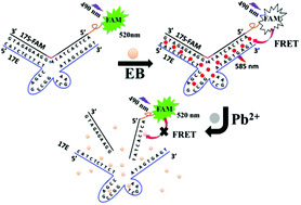 Graphical abstract: A sensitive biosensor with a DNAzyme for lead(ii) detection based on fluorescence turn-on