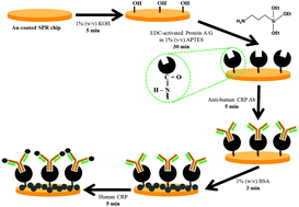 Graphical abstract: Surface plasmon resonance-based immunoassay for human C-reactive protein