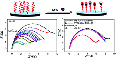 Graphical abstract: A label-free electrochemical impedance aptasensor for cylindrospermopsin detection based on thionine–graphene nanocomposites